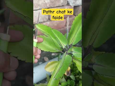 benefits of stone chat #patharchatta #gardeningvideos #plant #gardeninglovers #gardenplants