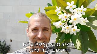 פלומריה ריחנית (פיטנה) עץ ריחני ויפיפה לגינה ולמרפסת
