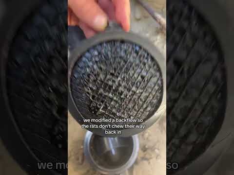 No one believes me when I say “RATS CAN GET INTO YOUR HOME LIKE THIS..."🐀🐀🐀🐀