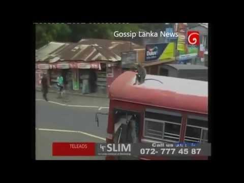 Unique Friendship of Man and Monkey