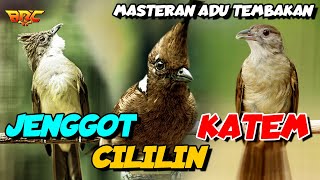 Download lagu MASTERAN CILILIN - KAPAS TEMBAK - CUCAK JENGGOT mp3