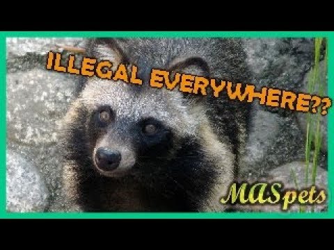 WHY YOU CAN'T HAVE A RACCOON DOG AS A PET (たぬき)