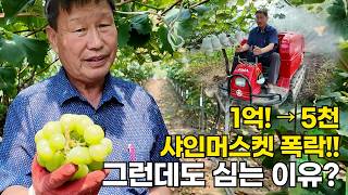 포도매출 반토막,농부의 고집에는 이유가 있다![브라보 스토리]/YTN사이언스