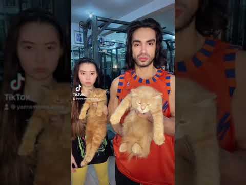 Carlos Agassi with Turkish Angora Cats
