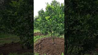 Download lagu Jeruk 4 Tahun Pemangkasan Roda Gila mp3