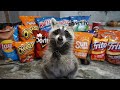 Raccoon Tries Most Popular Chips to see Which Chip is the Best