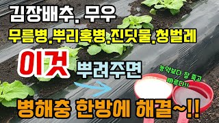 김장배추 무우 이것 뿌려주면 배추무름병 뿌리혹병 노균병 진딧물 청벌레 각종병해충 한방에 해결됩니다 천연살충살…