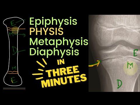 Physis, Epiphysis, Metaphysis and Diaphysis 🦴 | in 3 MINUTES!