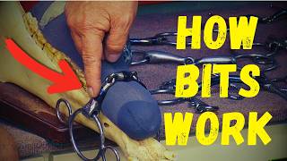 How BITS WORK: Gags, Snaffles & Their Actions