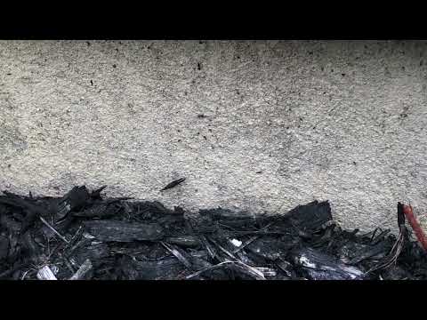 Ants Harboring in the Mulch in Fair Haven, NJ