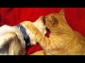 I Like Hugs Jeannine O'Neal
