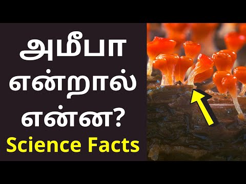 அமீபா என்றால் என்ன? | Amoeba Meaning in tamil | Science Facts 2021