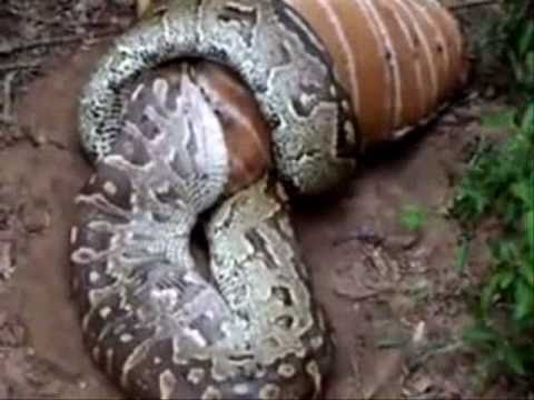 Índios do ano 7000 - Dunas D'ulé