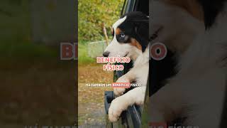 Por que os cachorros colocam a cabeça para fora da janela do carro? 🐕🚗 #curto