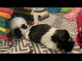 Guinea Pig Saying Goodbye To Her Sister 我們捨不得你 暫別一會