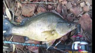 preview picture of video 'MURRAY COD,GOLDEN PERCH FISHING PHOTOS  and others of interest'