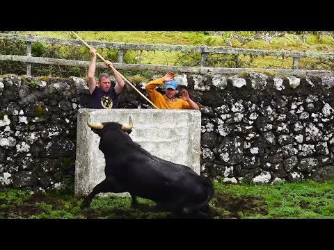 JAF - Most Powerful Street Fighting Bulls 2024 - Os Puros Para Touradas à Corda Ilha Terceira Açores