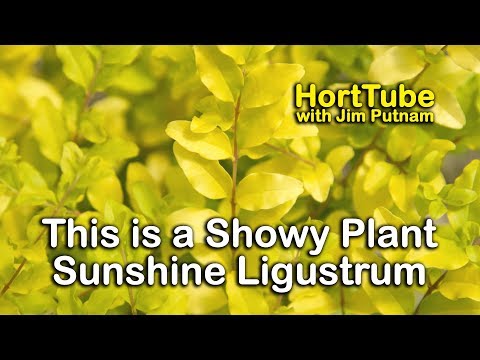 download lagu mp3 mp4 Ligustrum Green Diamond, download lagu Ligustrum Green Diamond gratis, unduh video klip Ligustrum Green Diamond