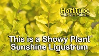 Sunshine Ligustrum - Super Showy Gold Foliage Evergreen