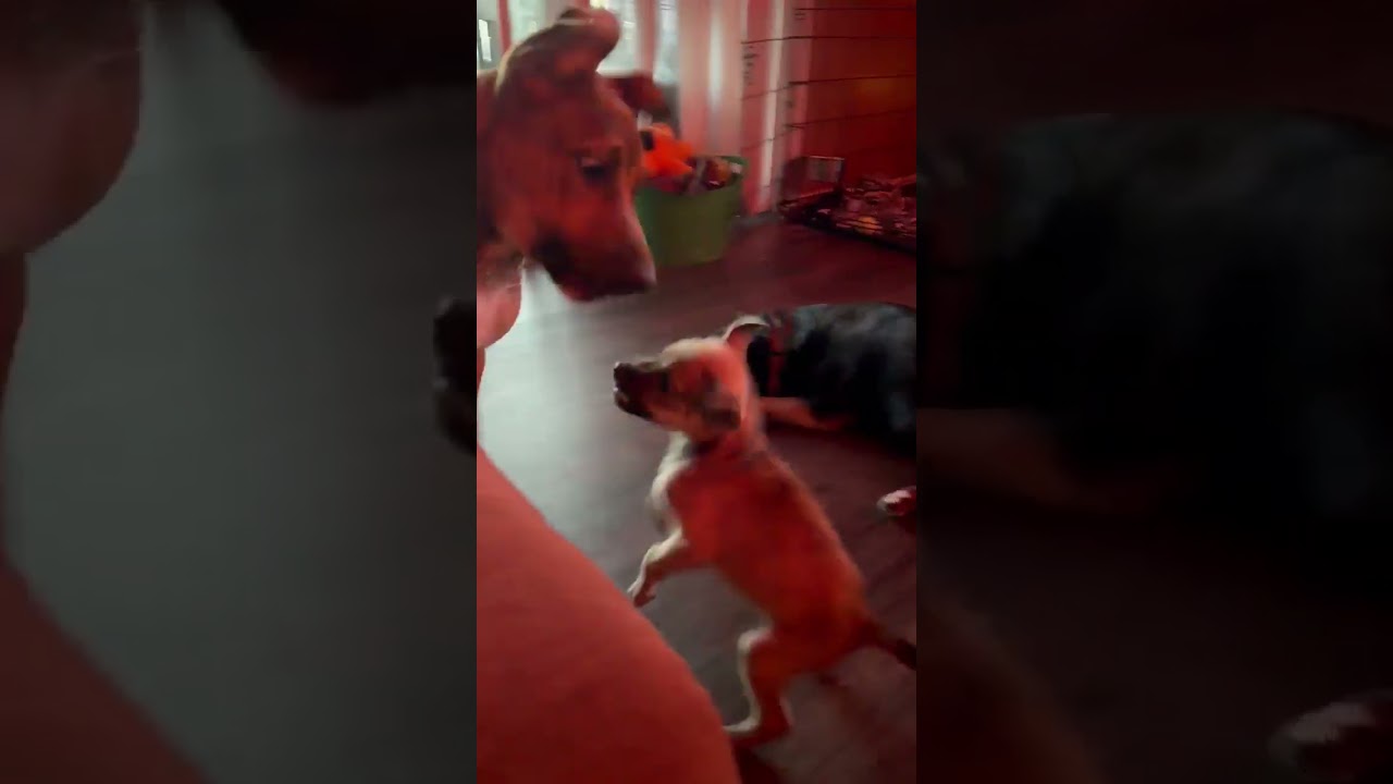 Enlarge Curry, a Adoptable mixed breed in Whittier, CA video 3/5