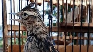 Download lagu Suara BRANJANGAN NTB Super GACOR , Ampuh Bikin BR / LARK Bakalan Langsung Nyaut BUNYI mp3