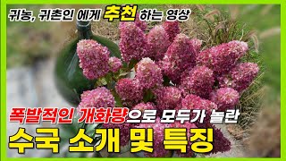 (공동구매) 폭발적인 개화량으로 모두가 놀란 신품종 수국!