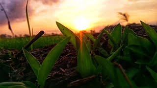 Download lagu Story wa pagi hari || Video aesthetic 30 detik || cinematic luts mp3
