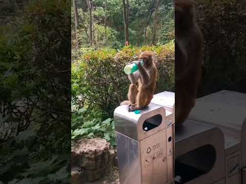 monkey attack girl funny