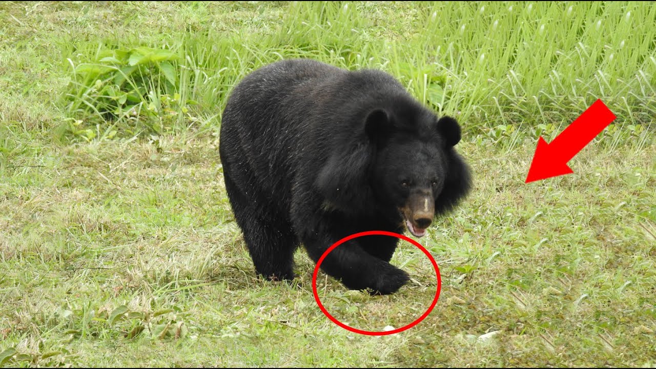 Dying Bear With Broken Leg Enters Village & Begs For Help. What Happens Next Is Unbelievable!