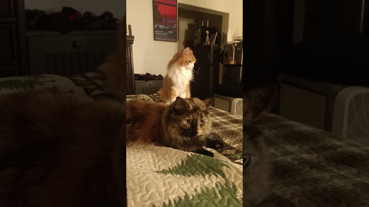 Ivy and Oliver! #cat #mainecoon #fluffy #turtleshell #fluffycat #animals #pets #funny