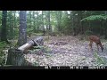 Bambi Visits