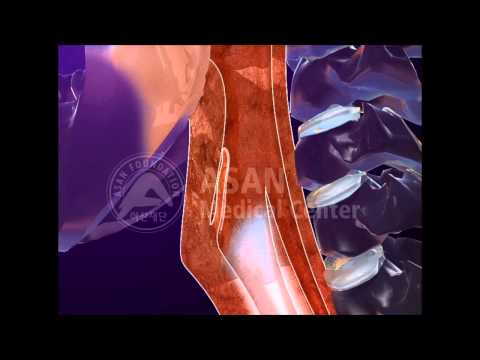 Function of the larynx