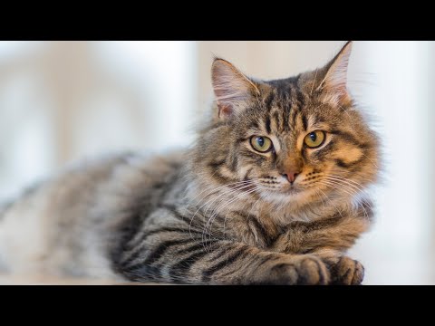 Do cats think humans are their pets?
