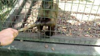 preview picture of video 'Horn und Raddek in Australien - Affen im Zoo'