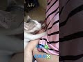 Viral Kucing Pijat Majikan