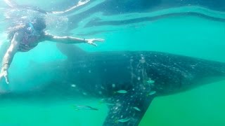 WHALE SHARK FOR 1 MILLION
