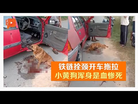 小狗死掉
