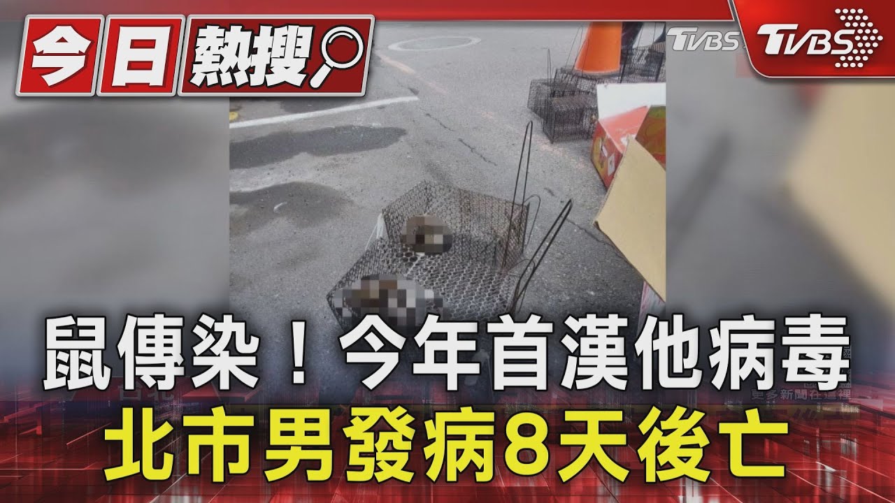 住家附近老鼠傳染! 今年首漢他病毒 北市男發病8天後亡