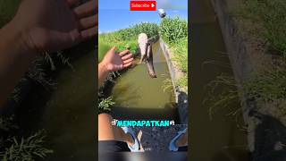 Download lagu SEEING FISH ACTIVITY THIS MAN QUICKLY FISHES THERE😱#shorts #fish #fishing mp3