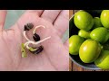 How to grow ber (Jujube) at home