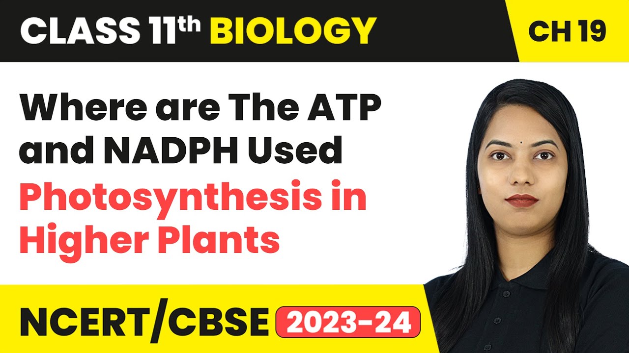 Where are The ATP and NADPH Used - Photosynthesis in Higher Plants | Class 11 Biology Ch 11 | CBSE