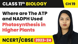 Where are The ATP and NADPH Used - Photosynthesis in Higher Plants | Class 11 Biology Ch 11 | CBSE