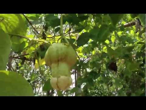 download lagu mp3 mp4 Pati Patni Fruit Found In Himachal, download lagu Pati Patni Fruit Found In Himachal gratis, unduh video klip Pati Patni Fruit Found In Himachal