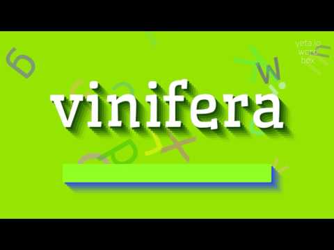 How to say "vinifera"! (High Quality Voices)