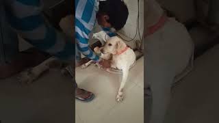 Canine Distemper in Dog