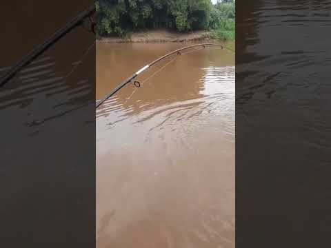 PIAU DE 4KG RIO PARAOPEBA QUASE ARREBENTOU A LINHA MUITA EMOÇÃO E AÇÃO #juninhopescador EM 4K HDTV