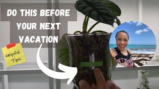 7 TIPS TO HELP YOUR PLANTS SURVIVE YOUR NEXT VACATION