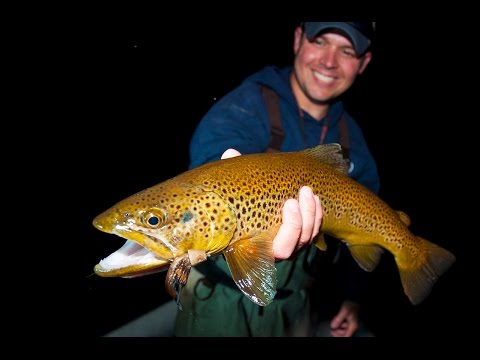 Hook Shots: Mousing Nighttime Browns
