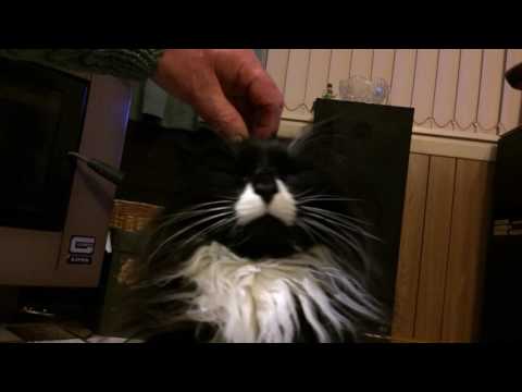 cat head massage