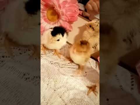 Şirin cücələr 🧿❤️(Fatima Akbarova) #cücə#chicken#cüce#2021